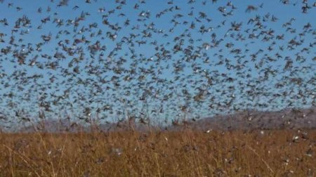 В трех районах Ставрополья из-за нашествия саранчи введен режим ЧС