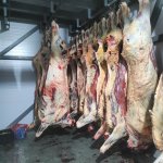 Говядина ХАЛЯЛЬ (корова /бык) охлаждённая и субпродукты.