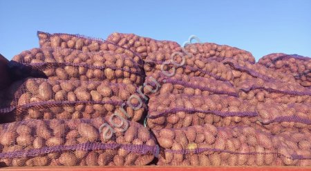 Картофель Оптом свежий