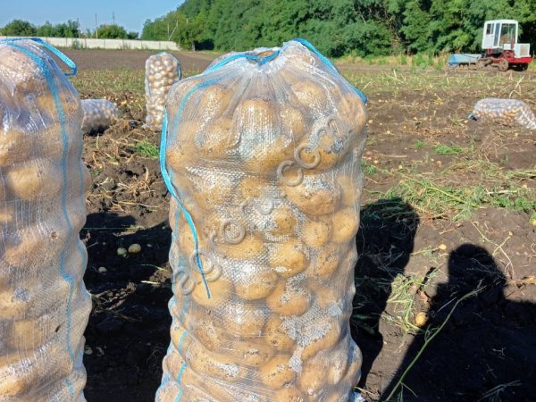 Картофель оптом 5+ от производителя.