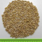 Семена зерновых культур Элита