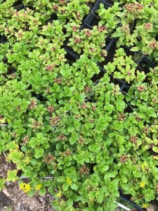 Примула и очиток камчатский