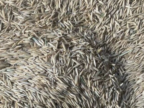 Овес фуражный