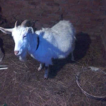 Разместить объявление о продаже коз и коз в Московской области