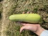 Кабачок оптом продажа/сотрудничество