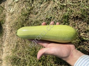 Кабачок оптом продажа/сотрудничество