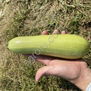 Кабачок оптом продажа/сотрудничество