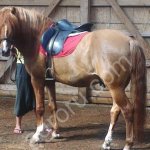 Жеребец башкирской породы 170 см.