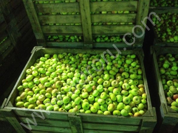 Яблоки оптом