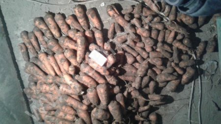 Тупоносая морковь мытая и грязная.