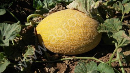 Оптом Лук,дыня,арбуз,морковь