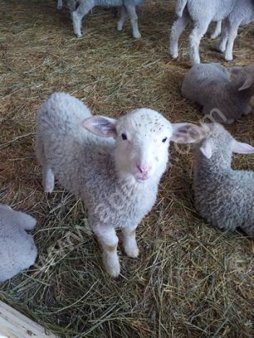 овцы,ягнята