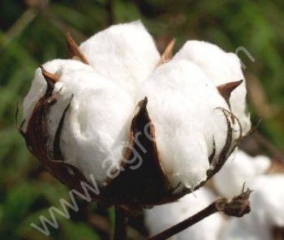 Хлопковое волокно