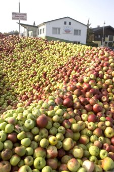 Линия переработки овощей, фруктов, зелени, грибов, ягод