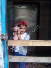 Поросята