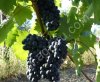 виноград технических (винных) сортов