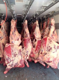 Бык охл.зам