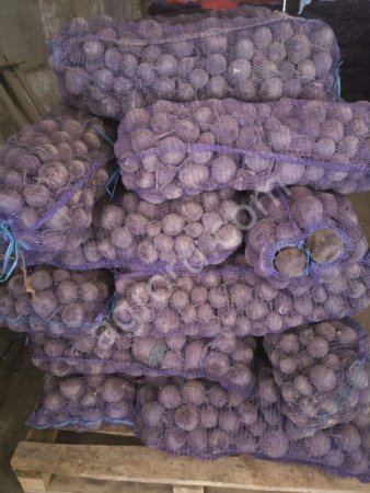 Свекла столовая оптом