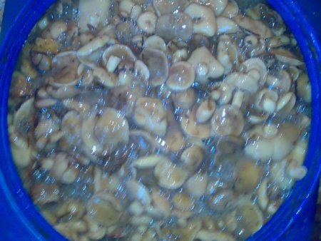 Грибы Маслята соленые и маринованные домашнего посола