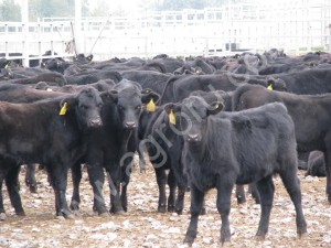 быков, телок, коров, нетелей, телят абердин-ангусской породы