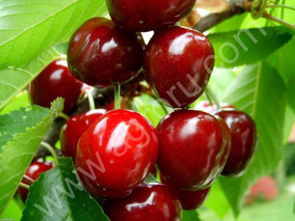 Черешня, абрикосы, слива