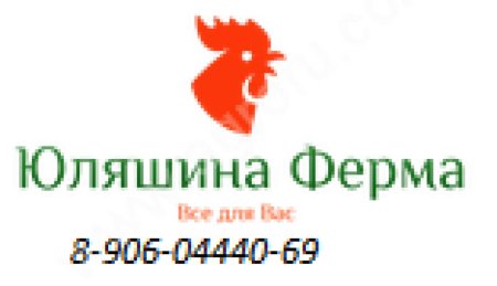 Инкубационное яйцо бройлера КОББ500