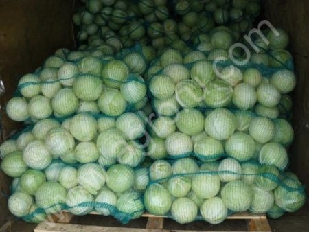 капуста опт от 20 тонн