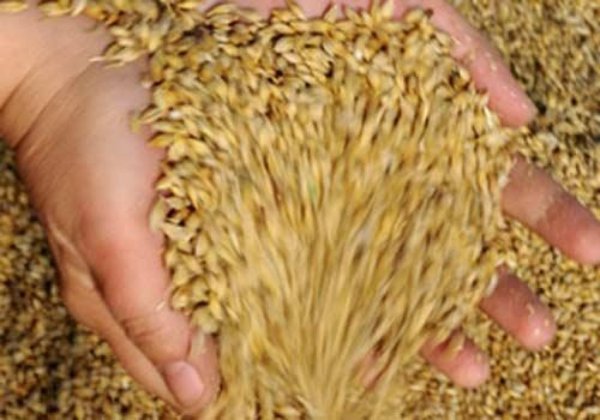 Минсельхоз России удвоил еженедельную закупку зерна у сельхозтоваропроизводителей