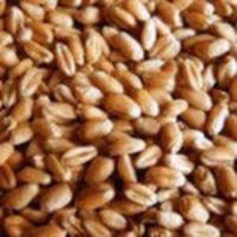 Аграрии Северной Осетии планируют собрать более 500 тысяч тонн зерна и зернобобовых