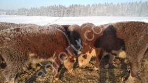 КРС воспроизводство