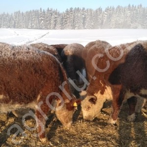 КРС воспроизводство