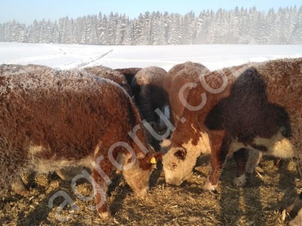КРС воспроизводство