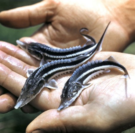 Власти проигнорировали Международный день рек