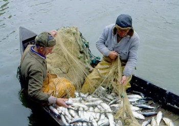 Россия и Украина определились с квотами на судака