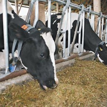 В Приморье наказали молочников