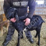 Козы Англо-Нубийские