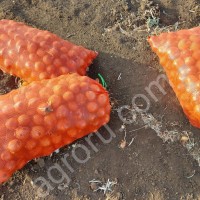 Лук репчатый Оптом