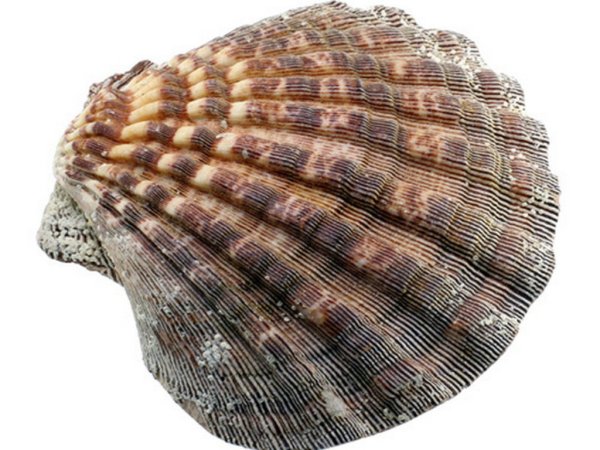 Морской гребешок