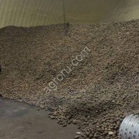 Семенной картофель Коломба 1РП