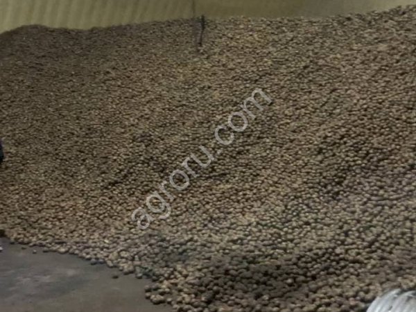 Семенной картофель Коломба 1РП