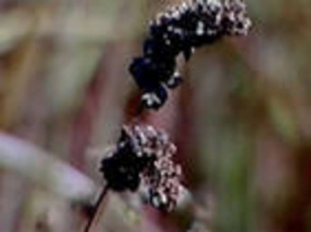 Урожай гречки в 2011 году будет выше плана, поэтому оснований для повышения цен нет