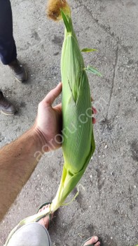 Кукуруза в початках сахарная