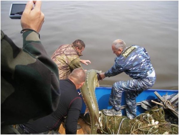 Итоги мероприятий по охране путей миграции и мест нереста рыб