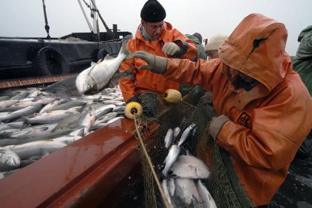 Сколько приморской рыбы уходит за рубеж