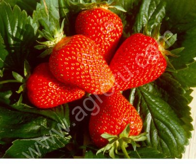 Клубника. Клери. Ароза.Азия.