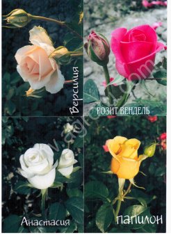 Рассада роз