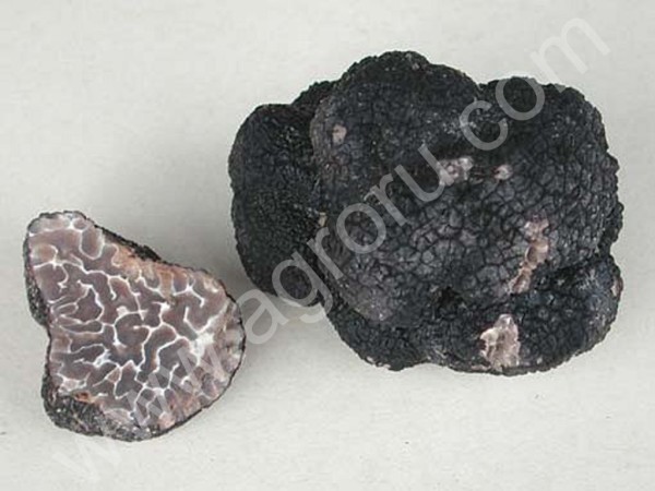 грибы Черный Трюфель