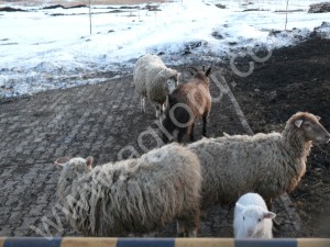 Овцы, бараны