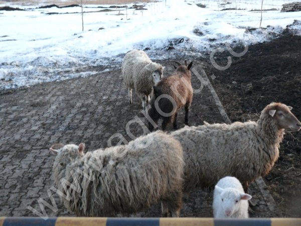 Овцы, бараны