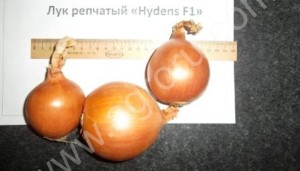 Лук